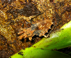 Neocentrocnemis signoreti