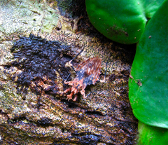 Neocentrocnemis signoreti