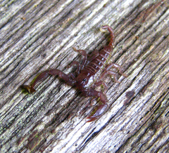 Hormuridae