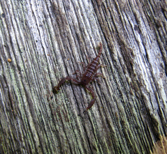 Hormuridae