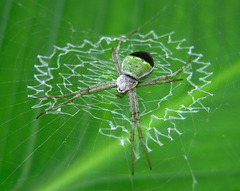 Argiope chloreis