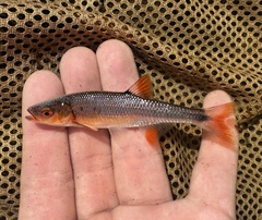 Blueside Shiner photo 2