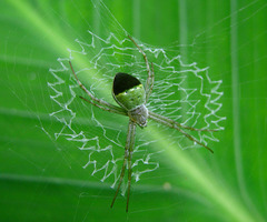 Argiope chloreis