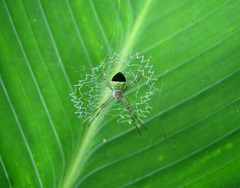 Argiope chloreis