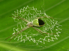 Argiope chloreis