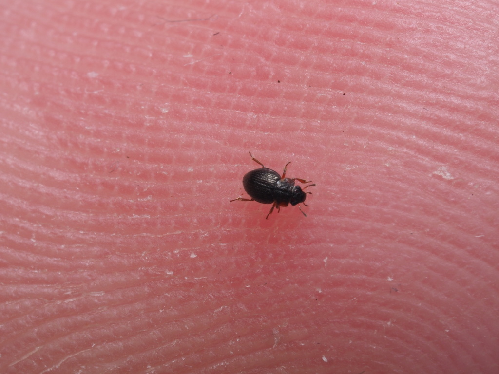 Ochthebius bicolon