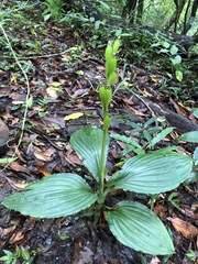 Liparis sootenzanensis