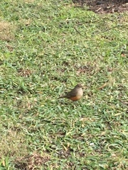 Turdus rufiventris