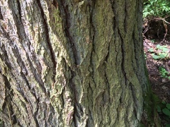 Chrysothrix chamaecyparicola