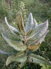 Asclepias notha