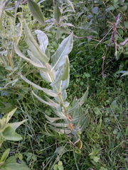 Asclepias notha