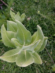 Asclepias notha