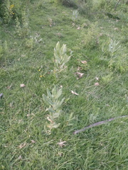 Asclepias notha