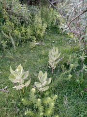 Asclepias notha