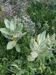 Asclepias notha