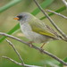 Great Pampa-Finch - Photo (c) Pablo Balduvino, some rights reserved (CC BY-NC), uploaded by Pablo Balduvino