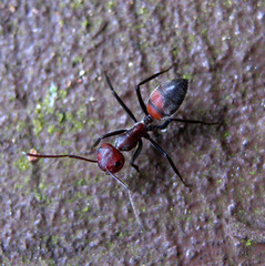 Colobopsis