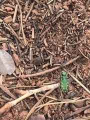 Cicindela tranquebarica parallelonota