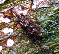 Discotettix kirscheyi