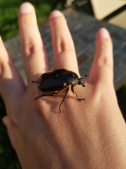 Osmoderma eremicola