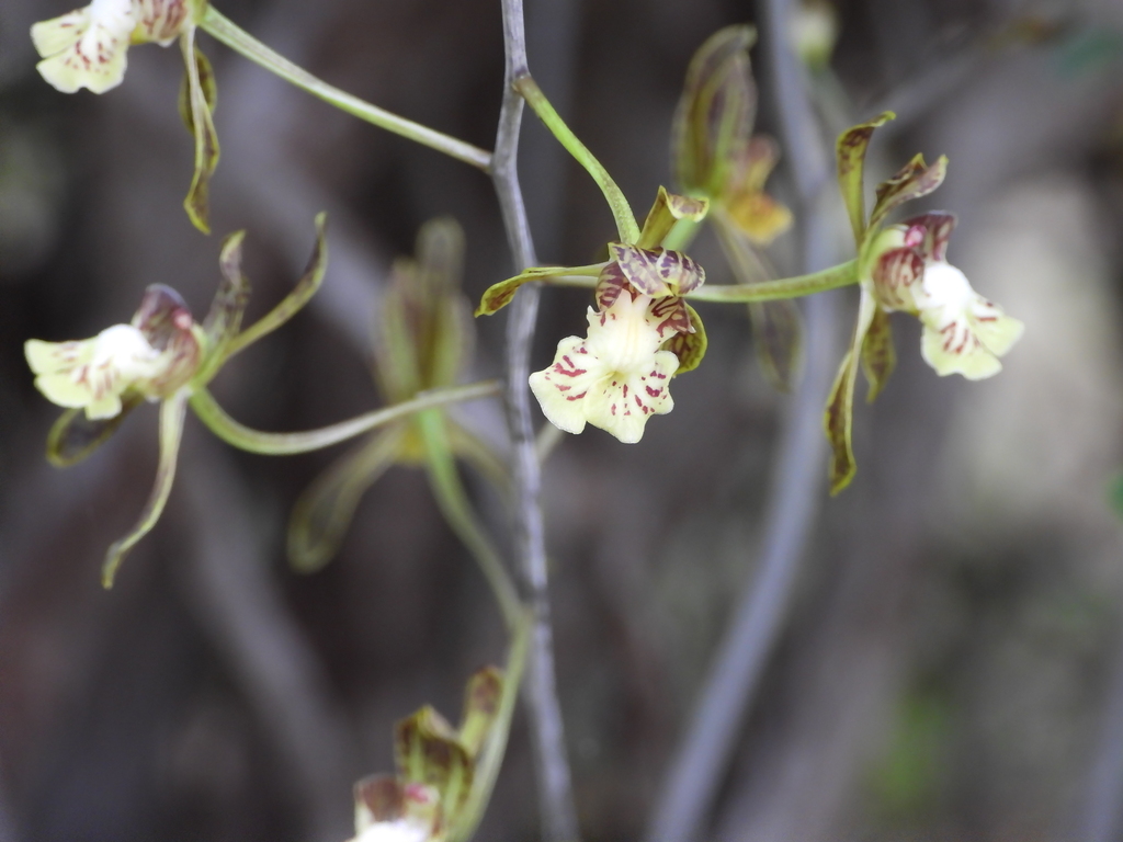 Eulophia decaryana