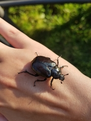 Osmoderma eremicola