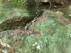 Lendemeriella reptans