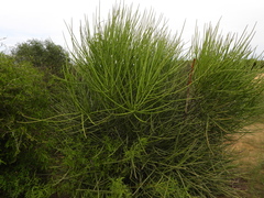 (c) amantedarmanin, some rights reserved (CC BY) Euphorbia plagiantha, photograph (c) amantedarmanin, some rights reserved (CC BY)