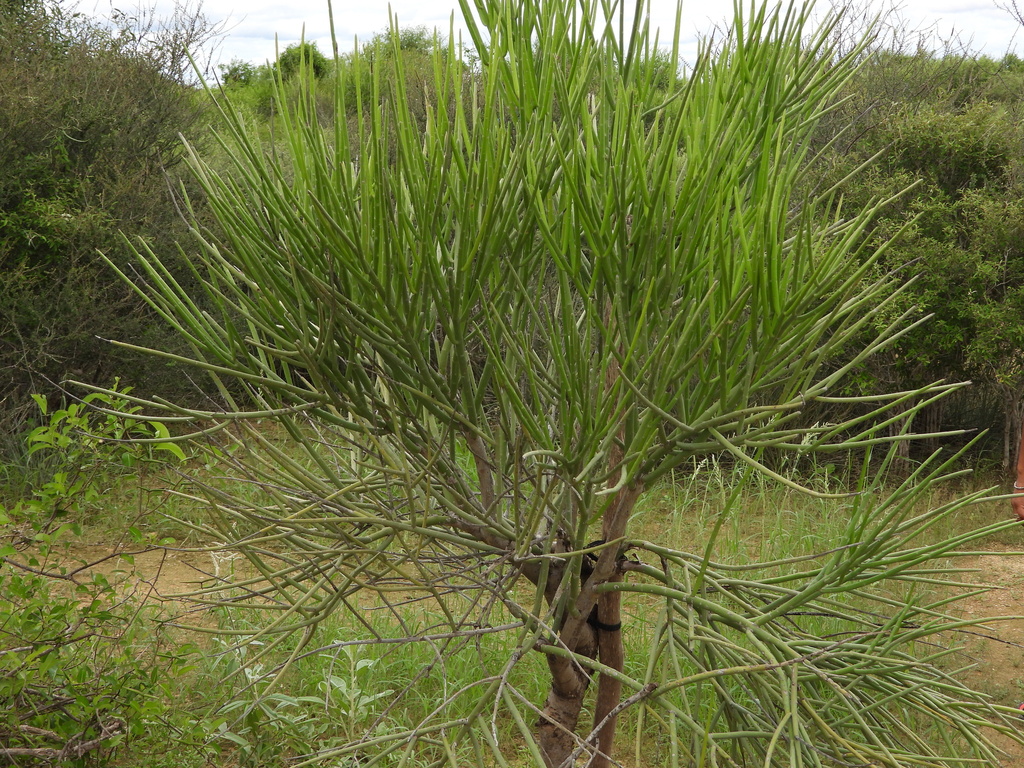 Euphorbia plagiantha; photograph (c) amantedarmanin, some rights reserved (CC BY)