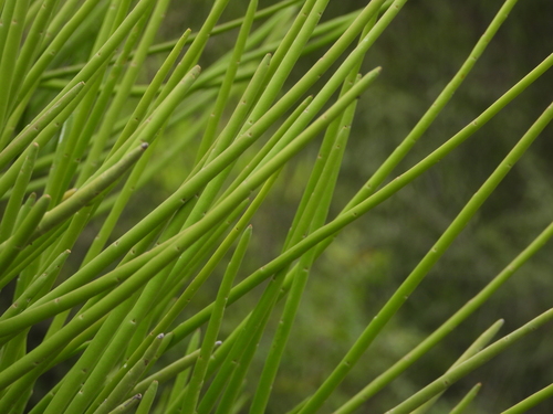 Euphorbia plagiantha, photograph 3