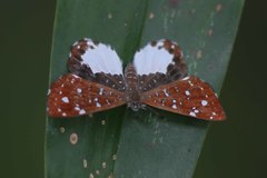 Ithomiola nepos