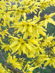 Forsythia × intermedia