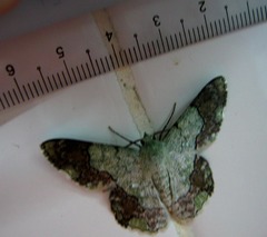 Pingasa ruginaria