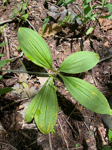 Melanthium parviflorum (Melanthium parviflorum)