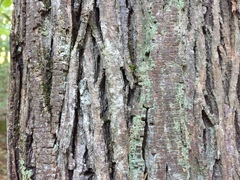 Lepraria hodkinsoniana