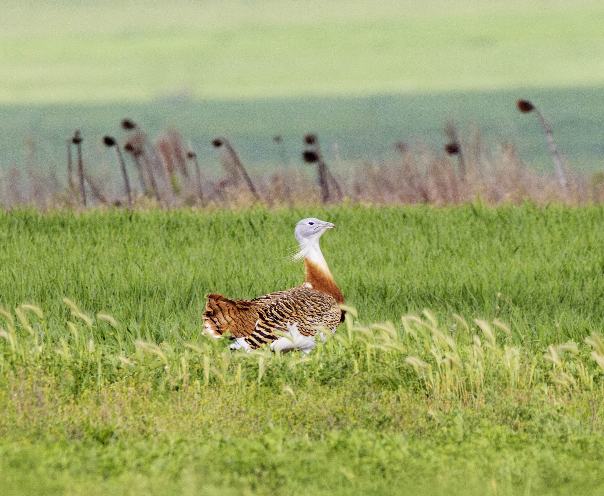 Great Bustard
