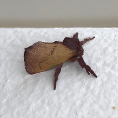 Monoleuca occidentalis