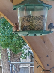 Haemorhous mexicanus