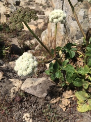 Angelica hendersonii