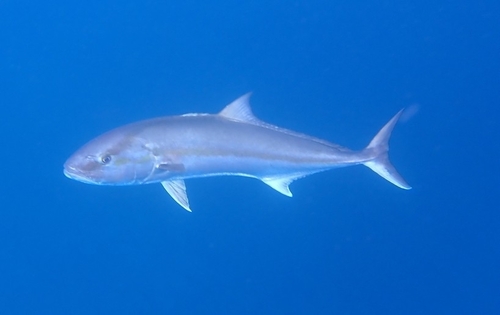 Guinean amberjack (Seriola carpenteri) — Carangidae