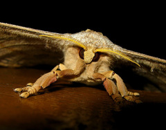 Antheraea moultoni