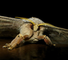 Antheraea moultoni
