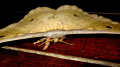 Antheraea moultoni