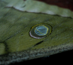Antheraea moultoni