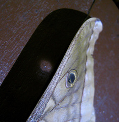 Antheraea moultoni