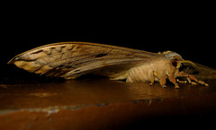 Antheraea moultoni