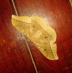 Antheraea moultoni