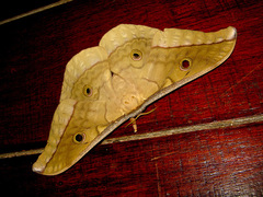 Antheraea moultoni