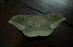 Antheraea moultoni