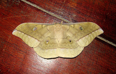 Antheraea moultoni